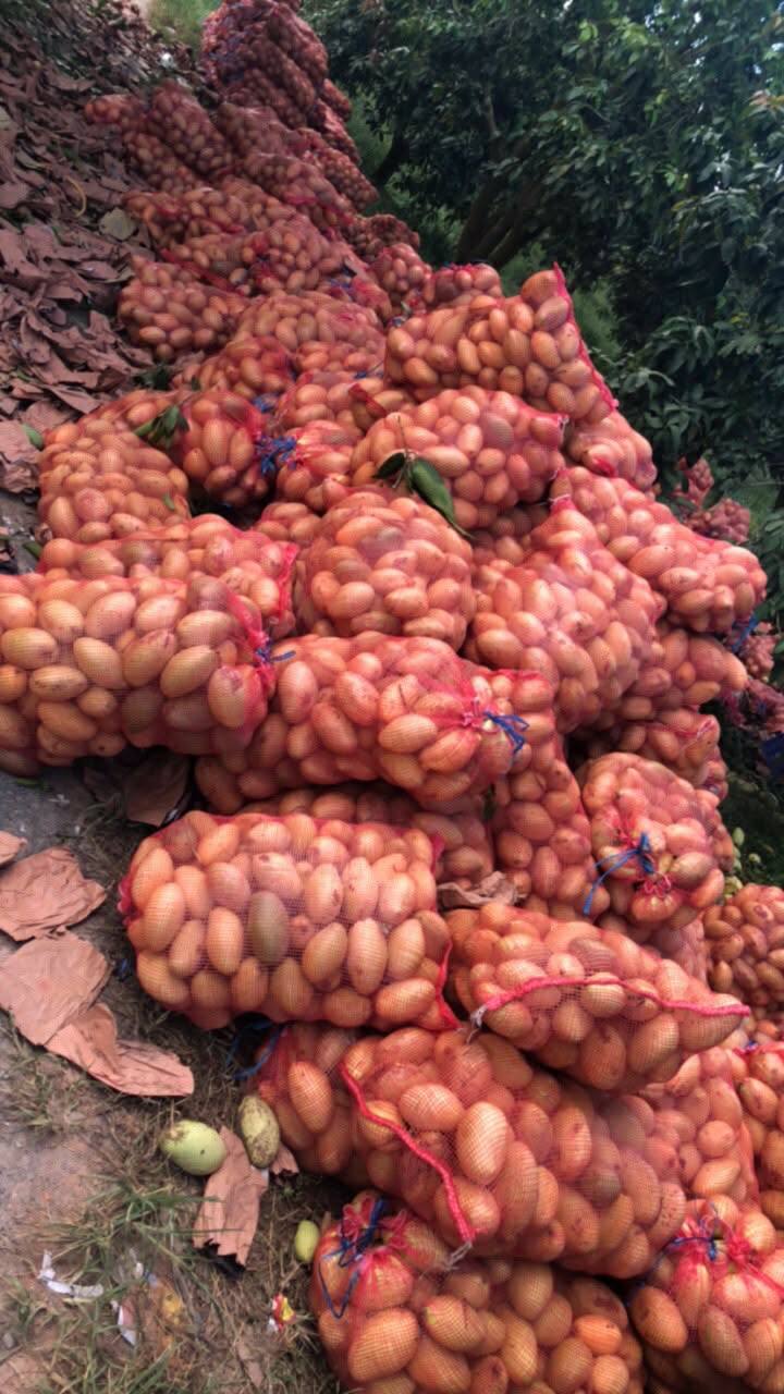 Bao Lưới Xoài 40kg