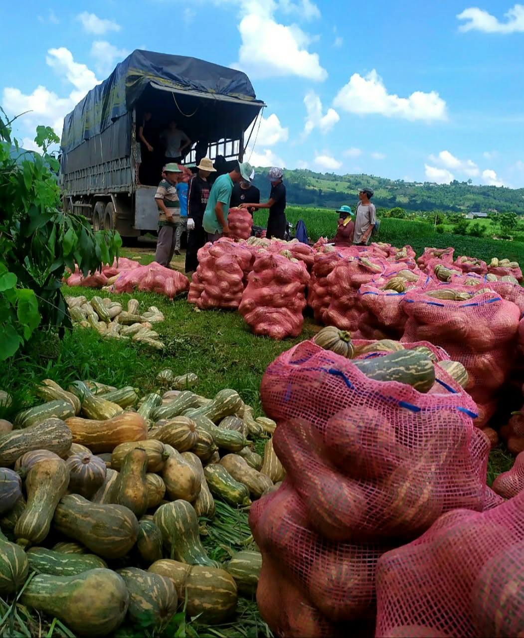 Bao Lưới Đựng Bí
