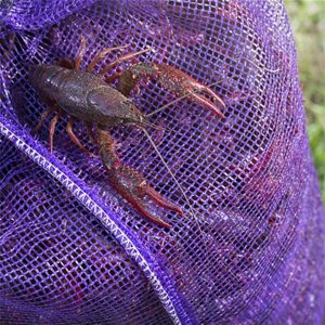 Home z6096217501770 1d950b2cca2b6e0134299c92d5448894